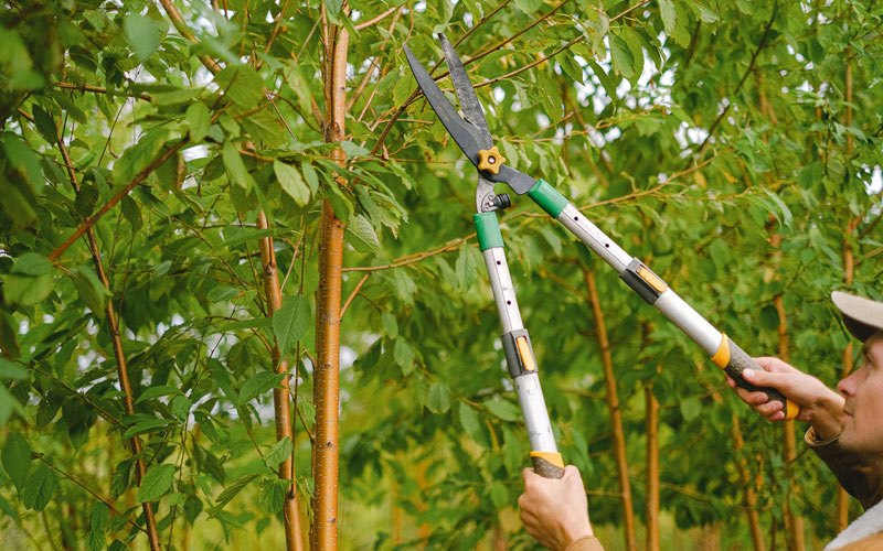 Tree trimming in Erieville, NY